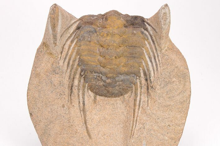 Spiny Selenopeltis Trilobite (Head Tucked) - Erfoud, Morocco #206446